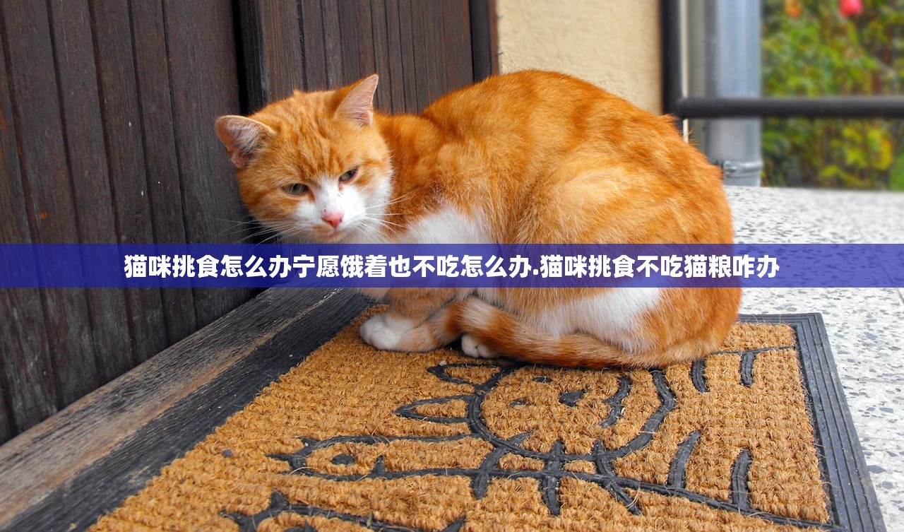 猫咪挑食怎么办宁愿饿着也不吃怎么办.猫咪挑食不吃猫粮咋办