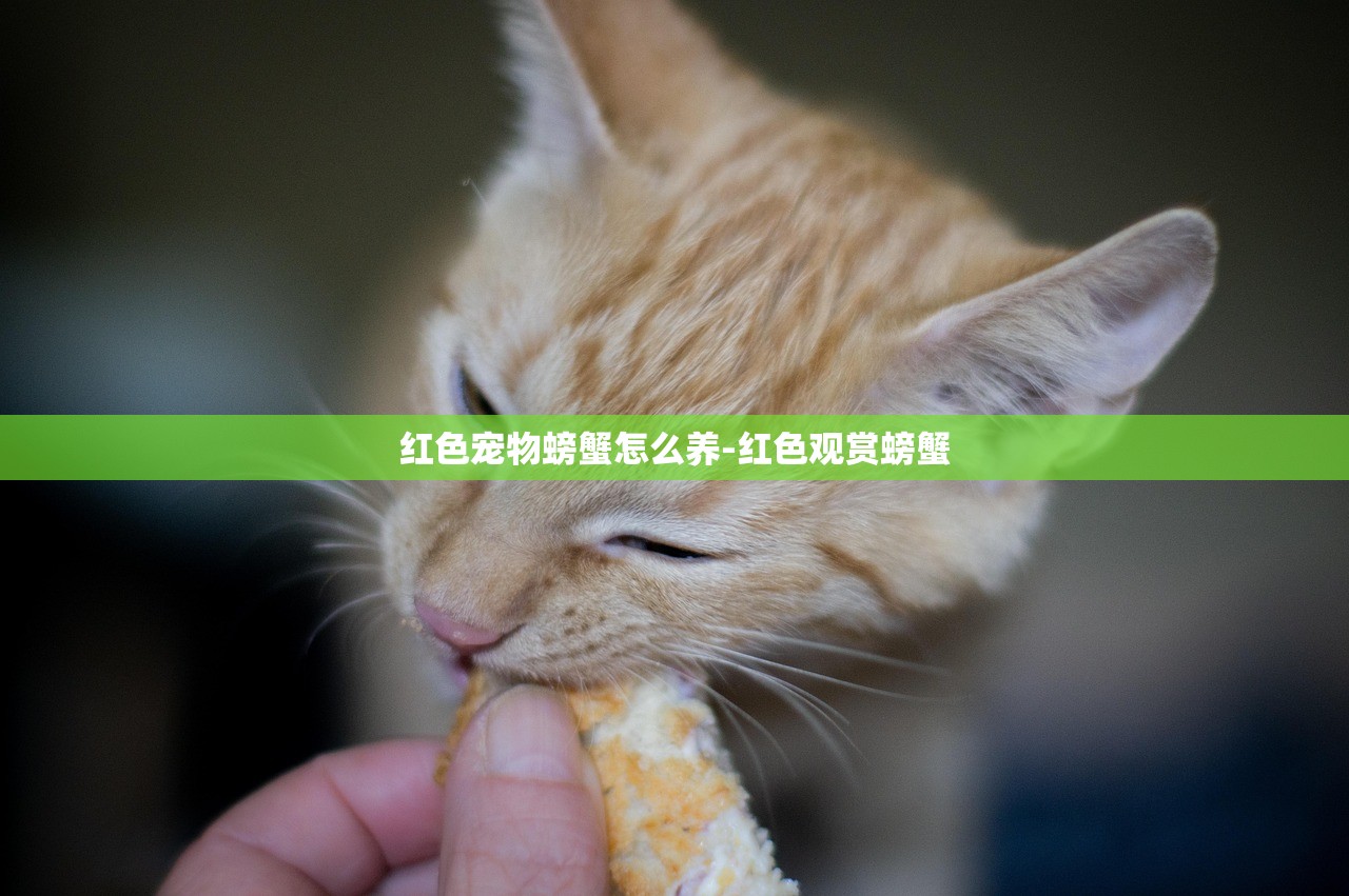 红色宠物螃蟹怎么养-红色观赏螃蟹