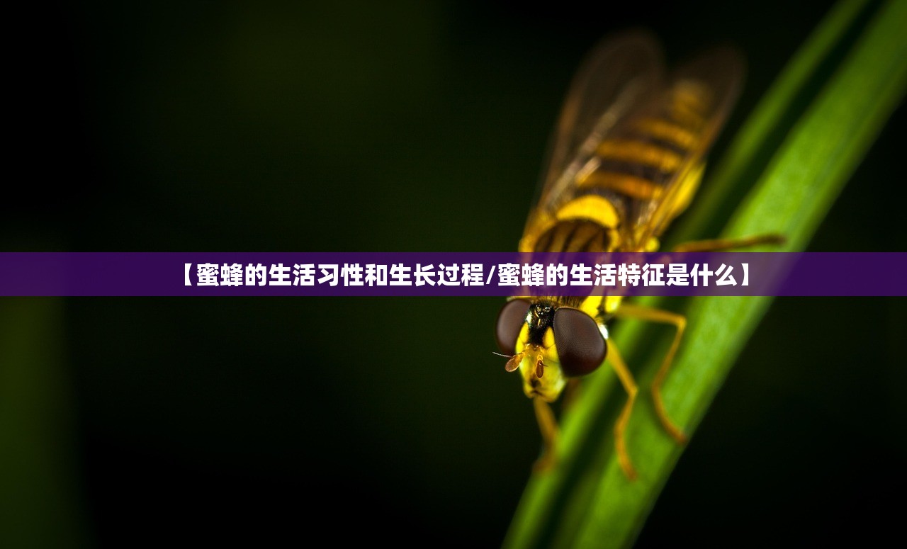 【蜜蜂的生活习性和生长过程/蜜蜂的生活特征是什么】