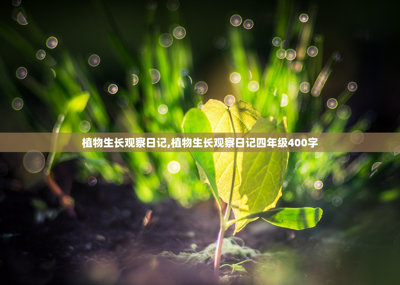 植物生长观察日记,植物生长观察日记四年级400字 植物生长观察日记,植物生长观察日记四年级400字