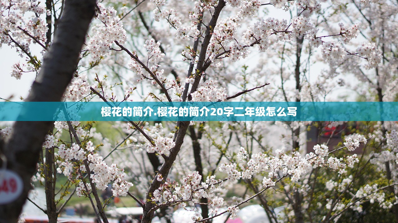 樱花的简介.樱花的简介20字二年级怎么写 樱花的简介.樱花的简介20字二年级怎么写