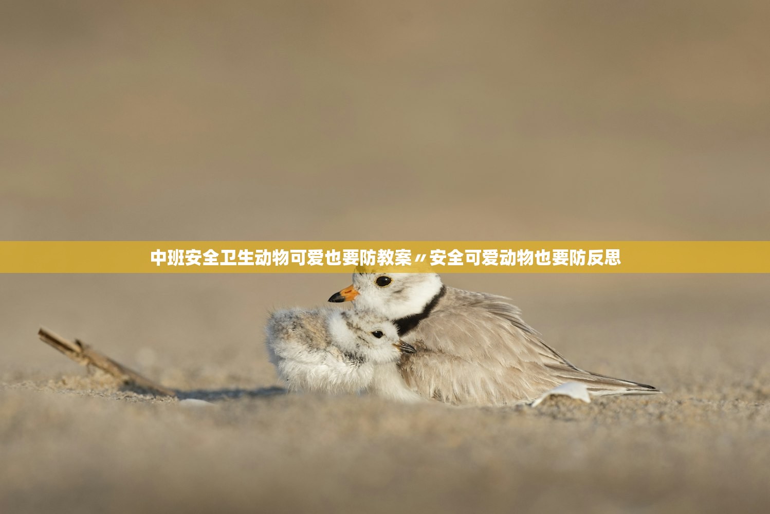 中班安全卫生动物可爱也要防教案〃安全可爱动物也要防反思