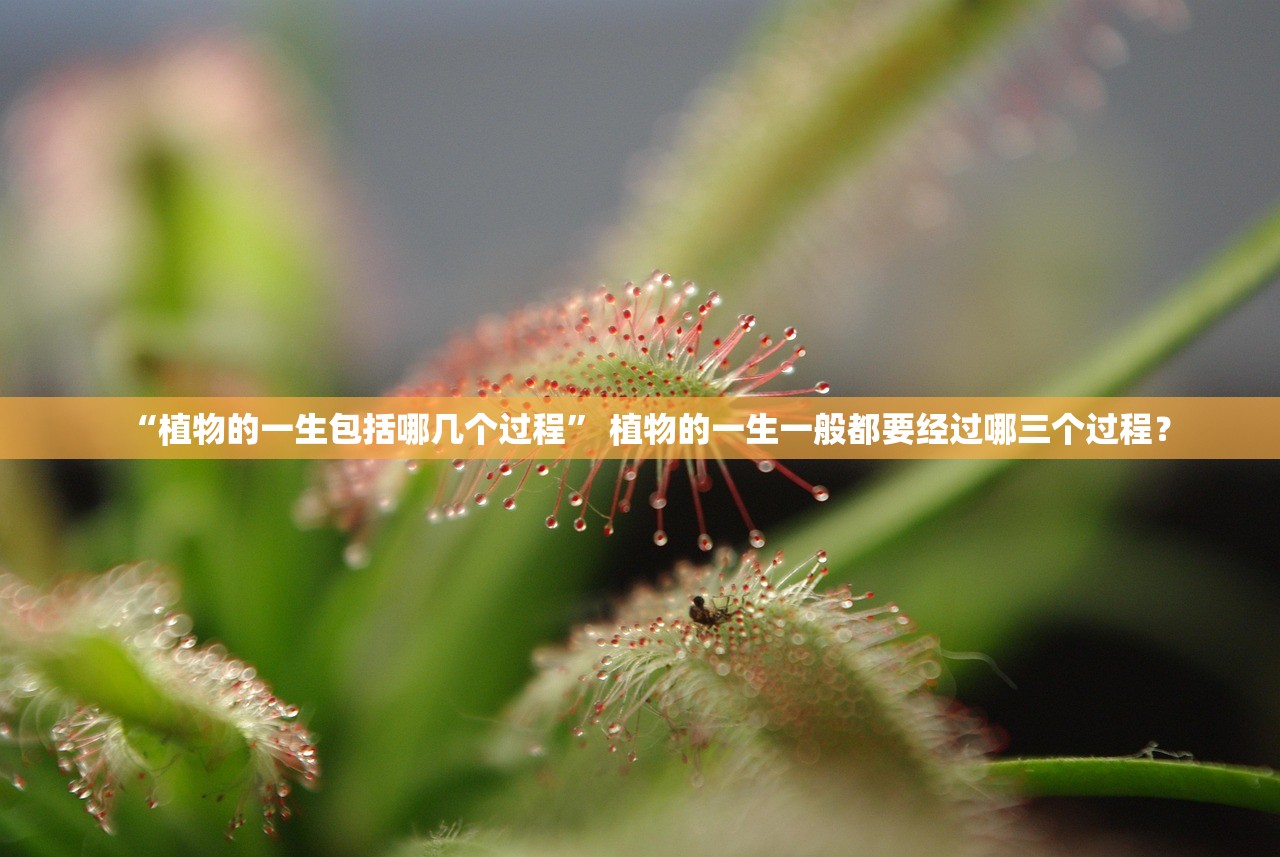 “植物的一生包括哪几个过程” 植物的一生一般都要经过哪三个过程？