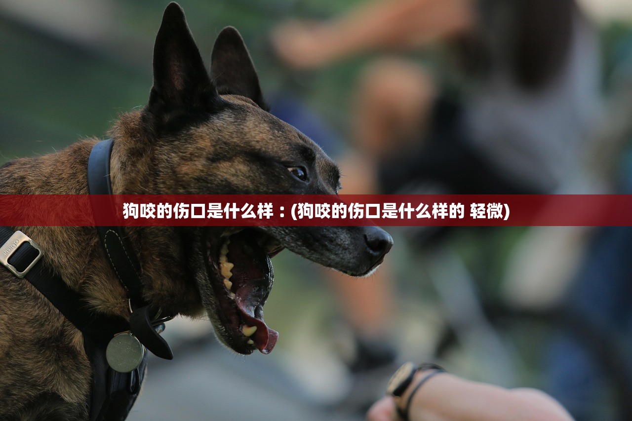 狗咬的伤口是什么样︰(狗咬的伤口是什么样的 轻微) 狗咬的伤口是什么样︰(狗咬的伤口是什么样的 轻微)