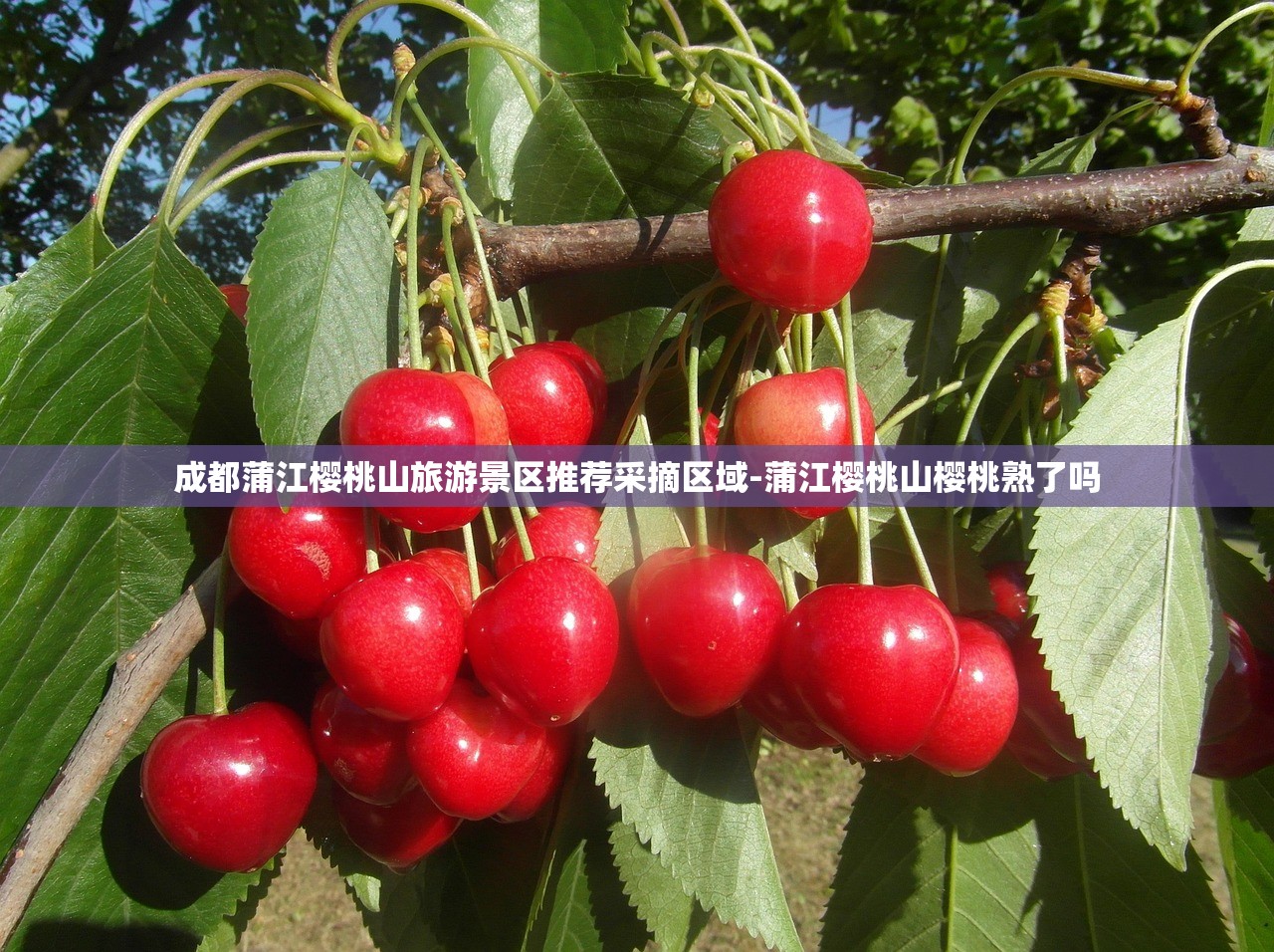 成都蒲江樱桃山旅游景区推荐采摘区域-蒲江樱桃山樱桃熟了吗 成都蒲江樱桃山旅游景区推荐采摘区域-蒲江樱桃山樱桃熟了吗