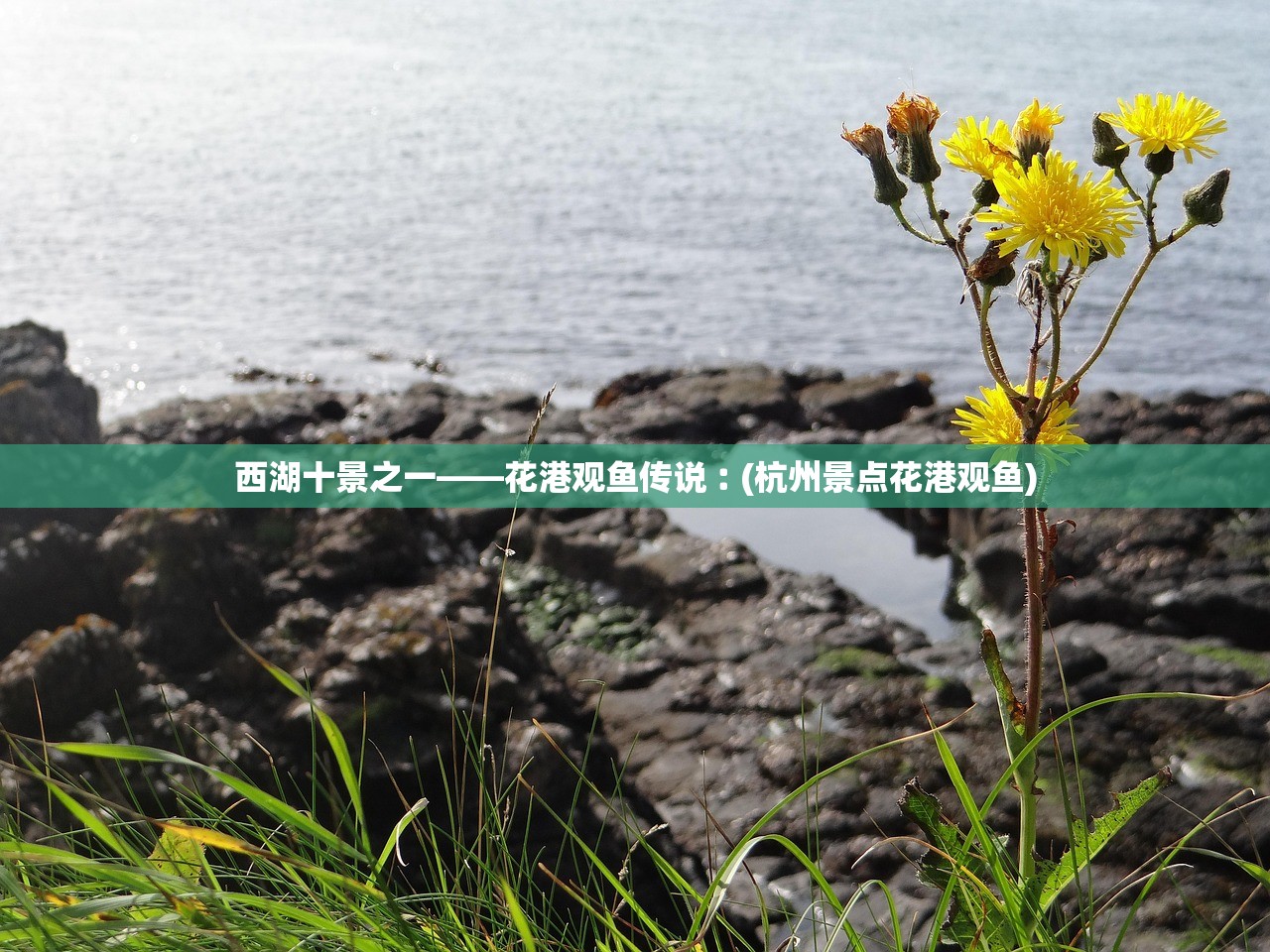 西湖十景之一——花港观鱼传说︰(杭州景点花港观鱼) 西湖十景之一——花港观鱼传说︰(杭州景点花港观鱼)
