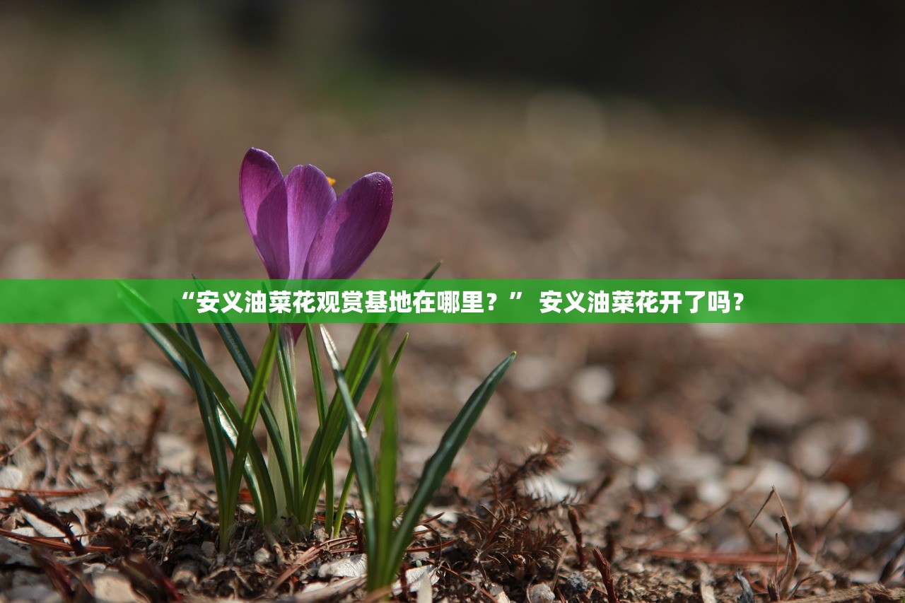 “安义油菜花观赏基地在哪里？	” 安义油菜花开了吗？