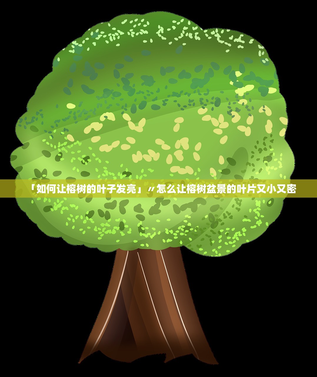 「如何让榕树的叶子发亮」〃怎么让榕树盆景的叶片又小又密