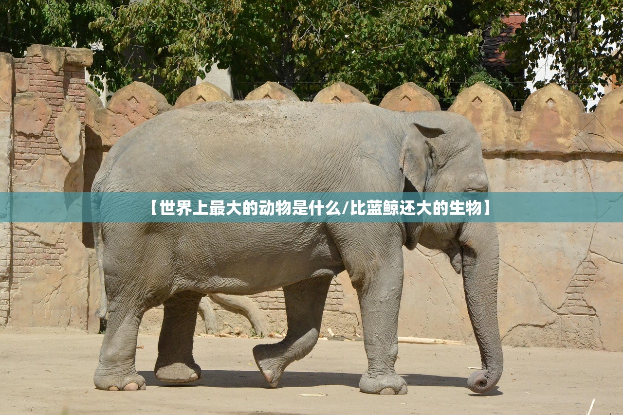 【世界上最大的动物是什么/比蓝鲸还大的生物】