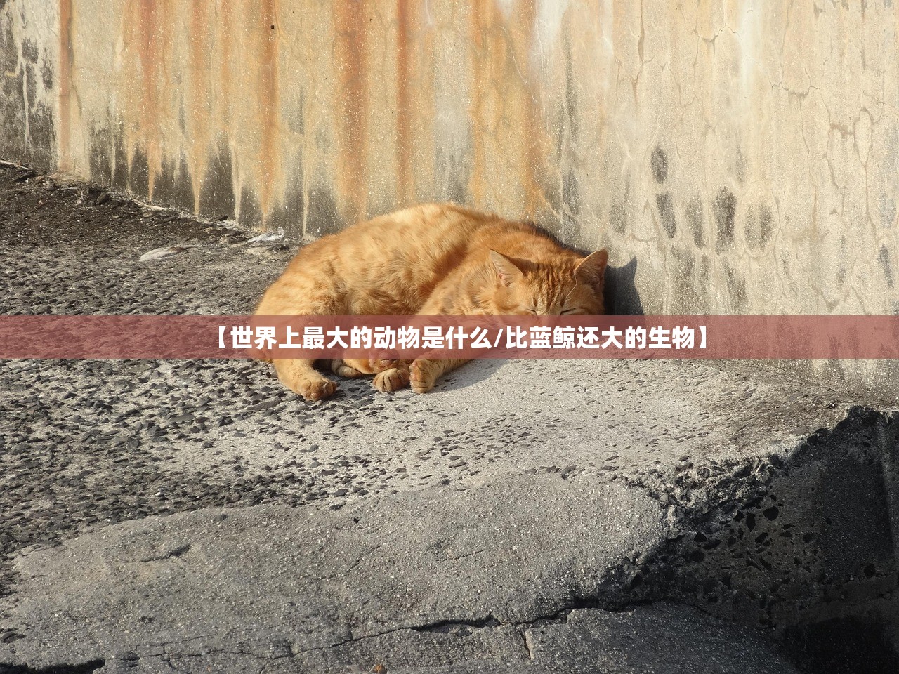 【世界上最大的动物是什么/比蓝鲸还大的生物】