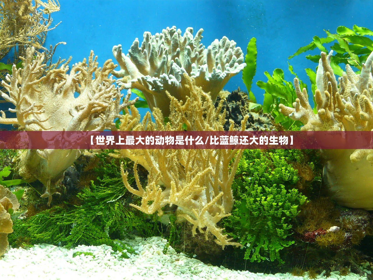 【世界上最大的动物是什么/比蓝鲸还大的生物】