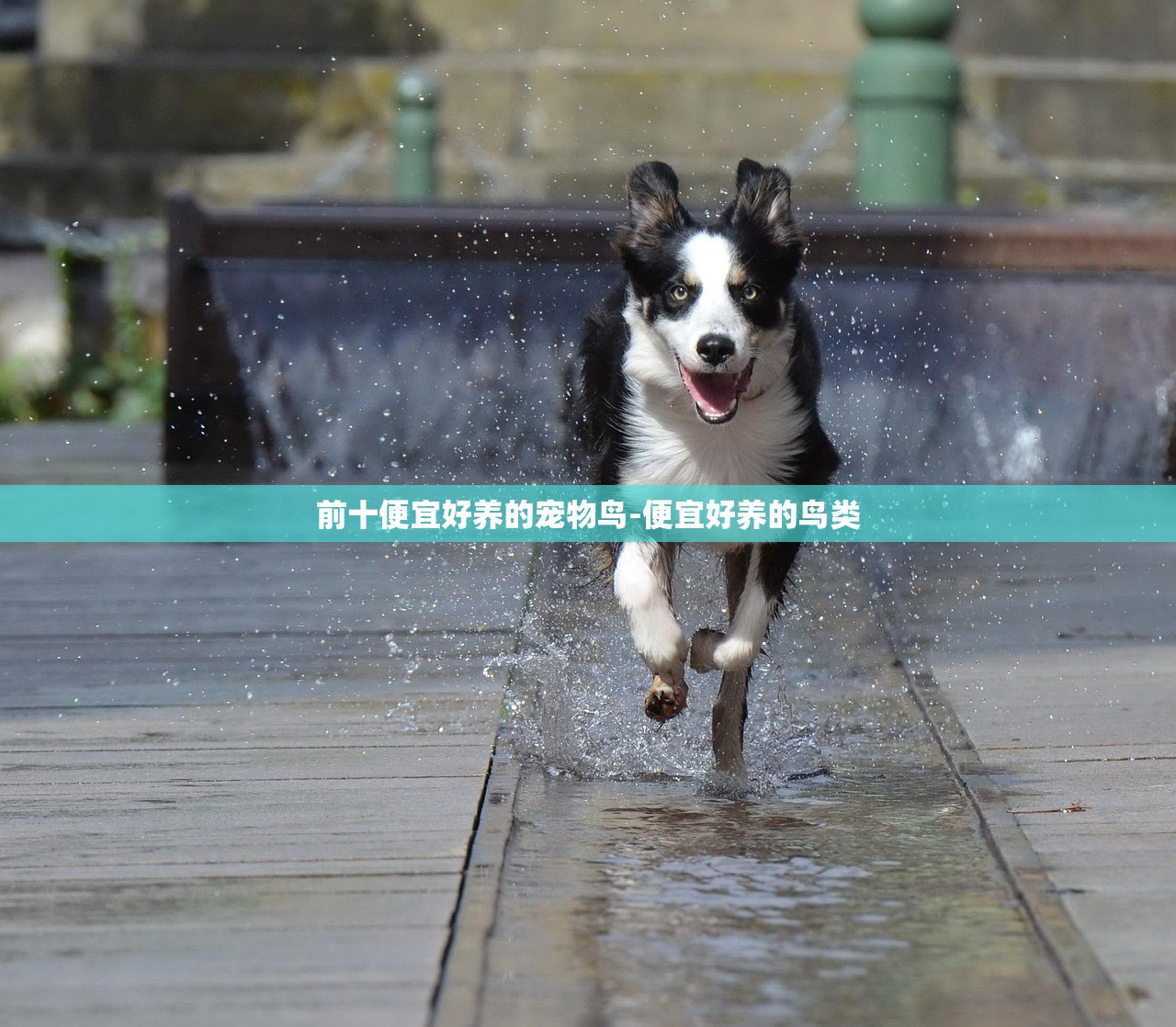 前十便宜好养的宠物鸟-便宜好养的鸟类
