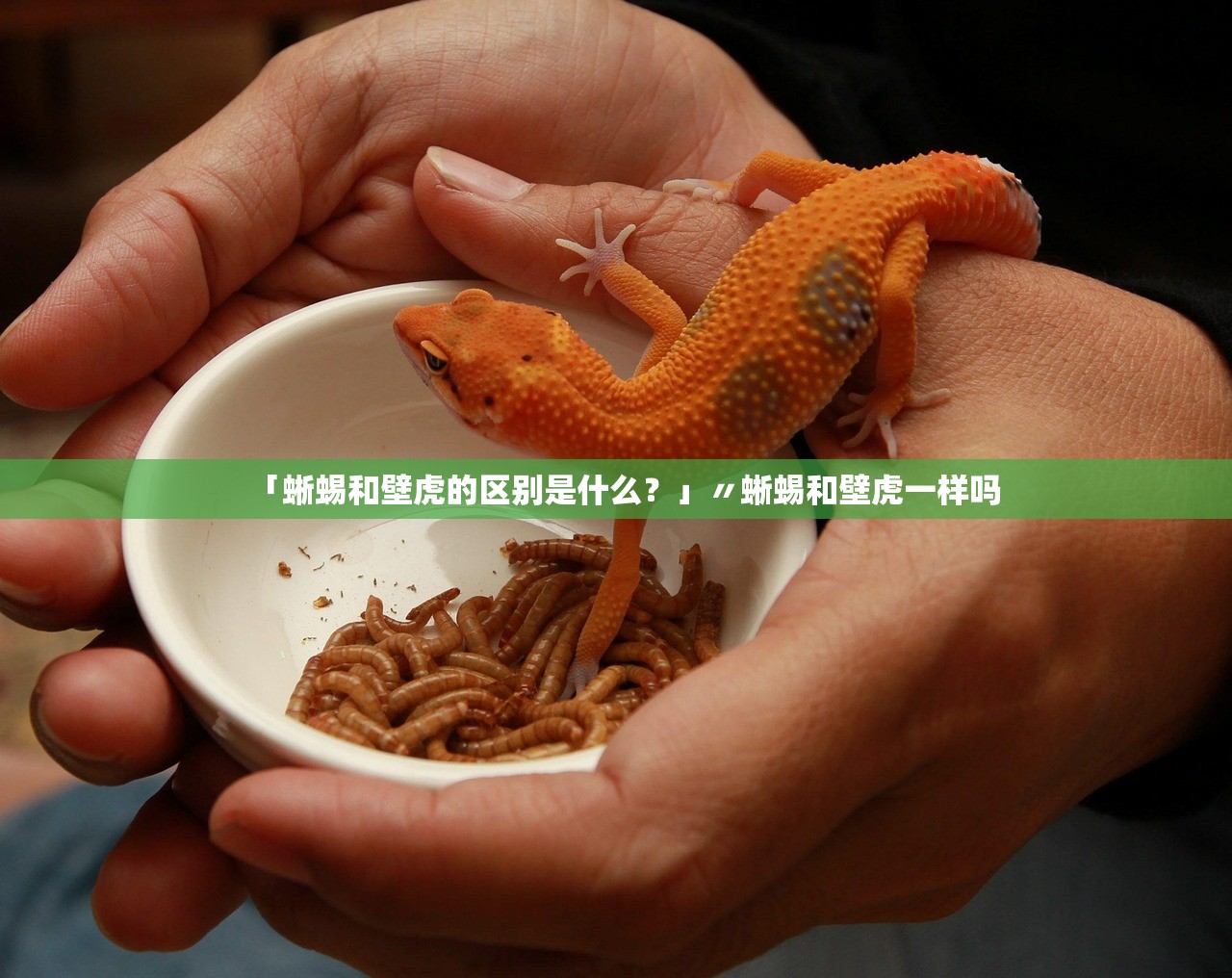 「蜥蜴和壁虎的区别是什么？」〃蜥蜴和壁虎一样吗