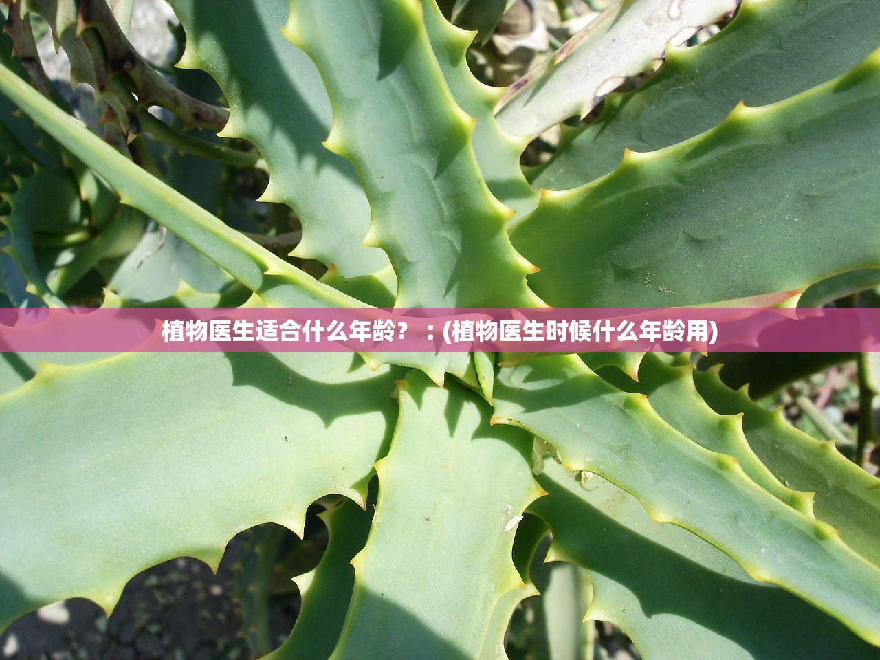 植物医生适合什么年龄?︰(植物医生时候什么年龄用) 植物医生适合什么年龄?︰(植物医生时候什么年龄用)