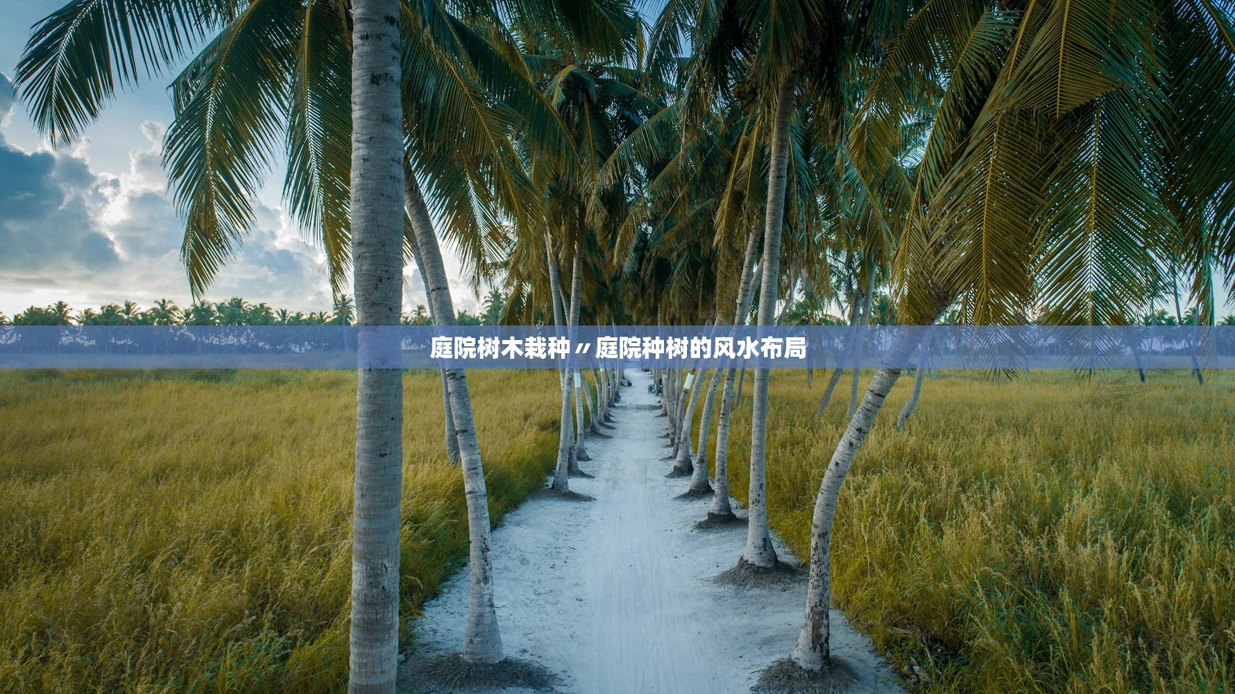 庭院树木栽种〃庭院种树的风水布局 庭院树木栽种〃庭院种树的风水布局
