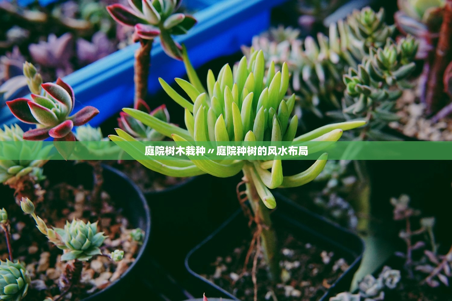 庭院树木栽种〃庭院种树的风水布局 庭院树木栽种〃庭院种树的风水布局