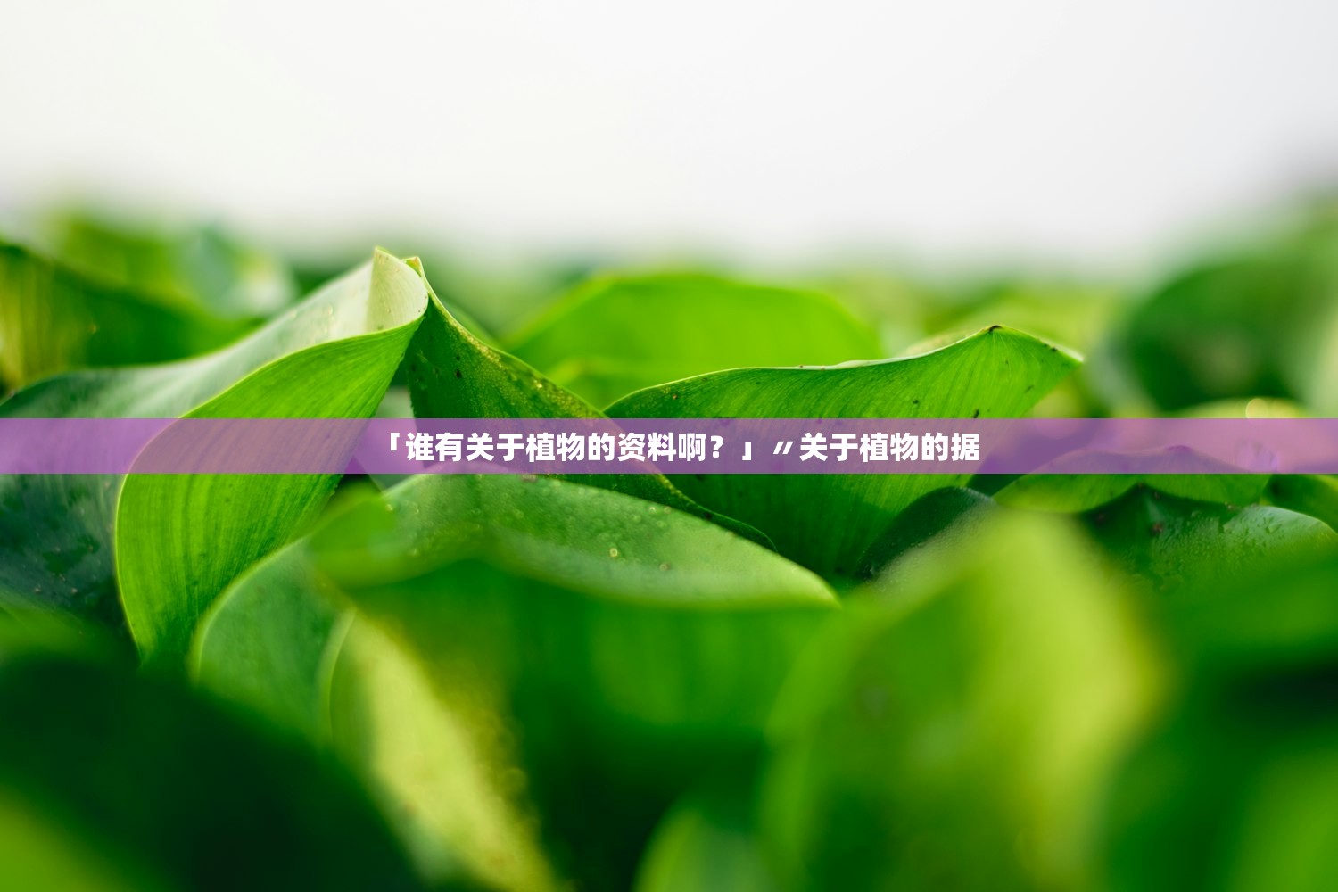 「谁有关于植物的资料啊?」〃关于植物的据 「谁有关于植物的资料啊?」〃关于植物的据