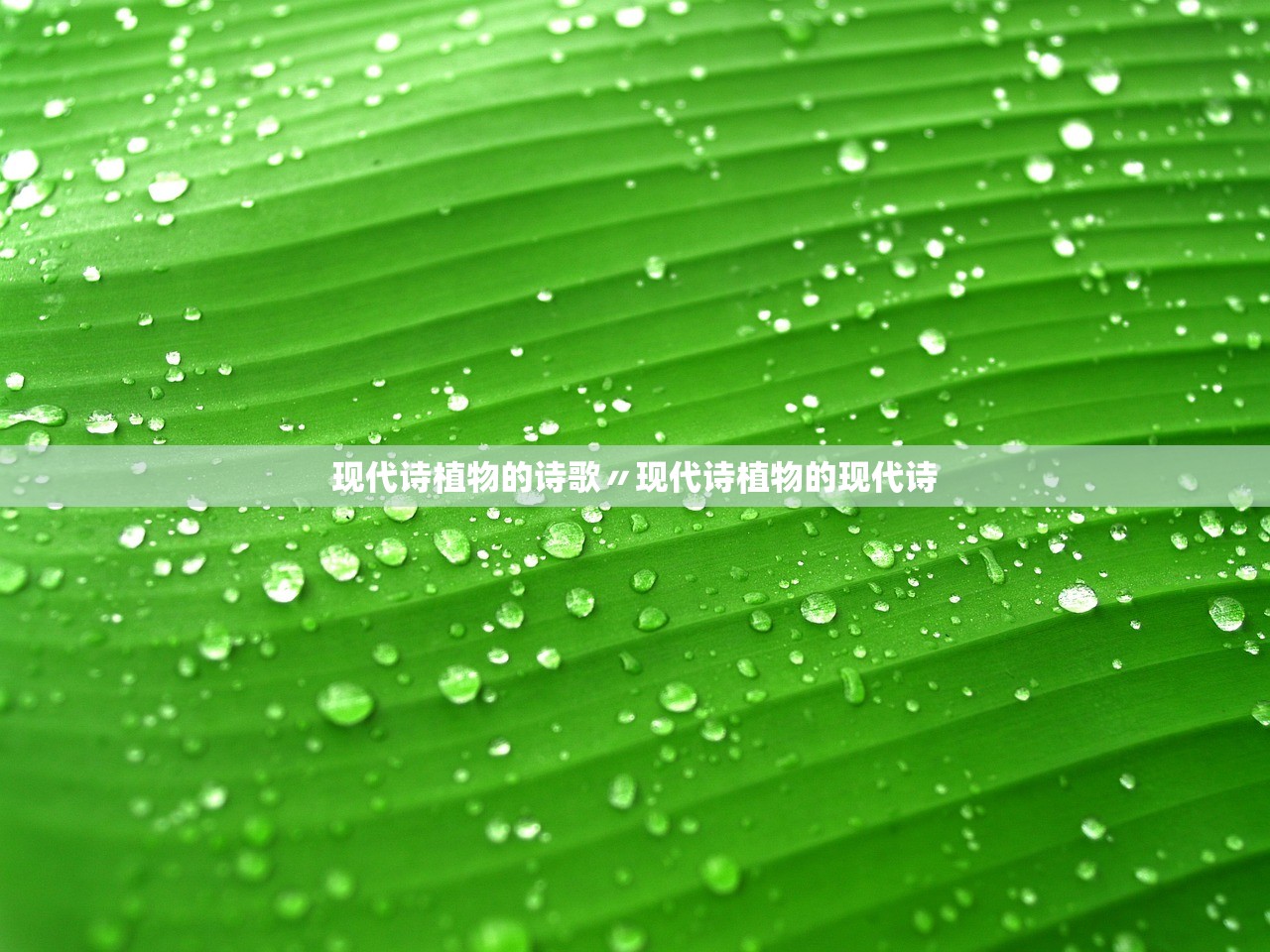 现代诗植物的诗歌〃现代诗植物的现代诗