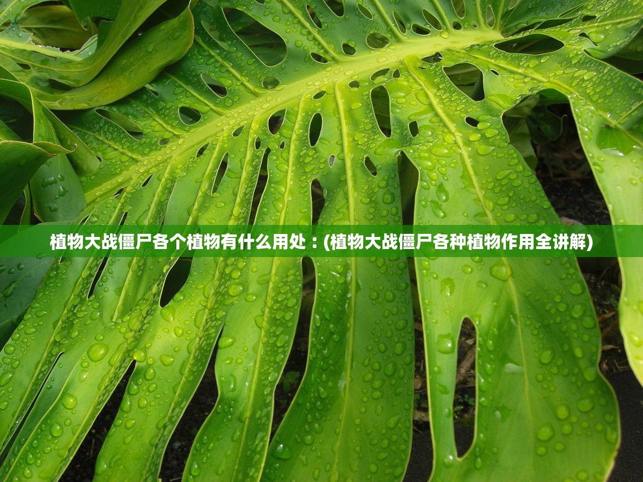 植物大战僵尸各个植物有什么用处︰(植物大战僵尸各种植物作用全讲解)