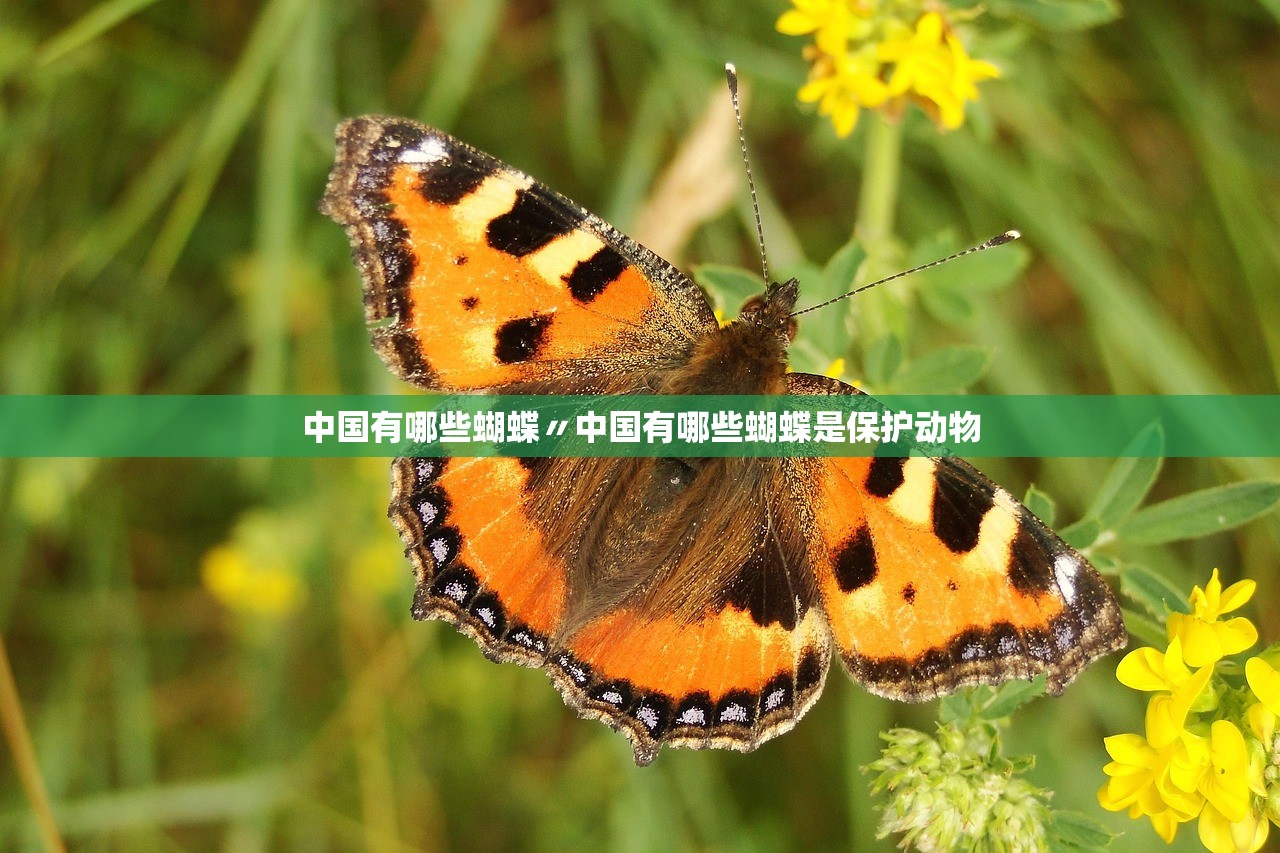 中国有哪些蝴蝶〃中国有哪些蝴蝶是保护动物