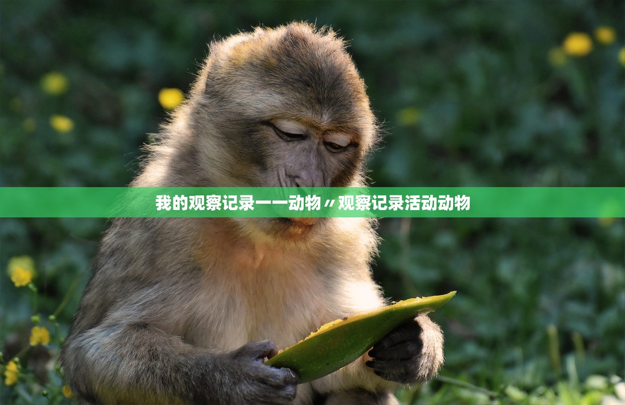 我的观察记录一一动物〃观察记录活动动物