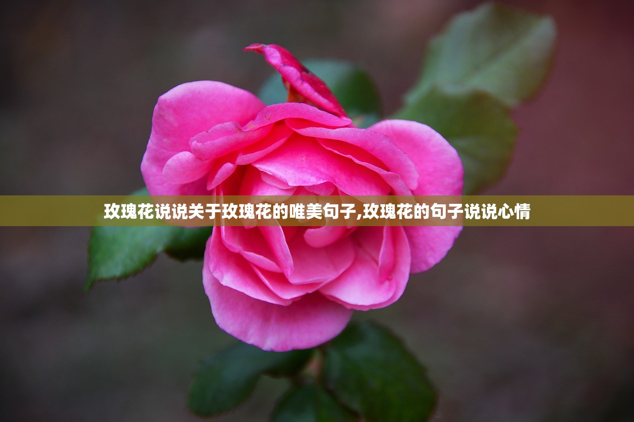 玫瑰花说说关于玫瑰花的唯美句子,玫瑰花的句子说说心情