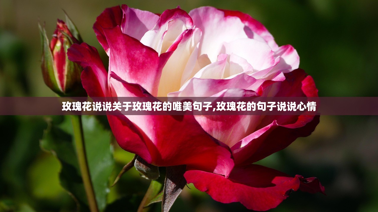 玫瑰花说说关于玫瑰花的唯美句子,玫瑰花的句子说说心情