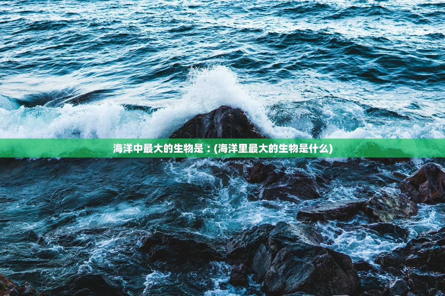 海洋中最大的生物是︰(海洋里最大的生物是什么) 海洋中最大的生物是︰(海洋里最大的生物是什么)