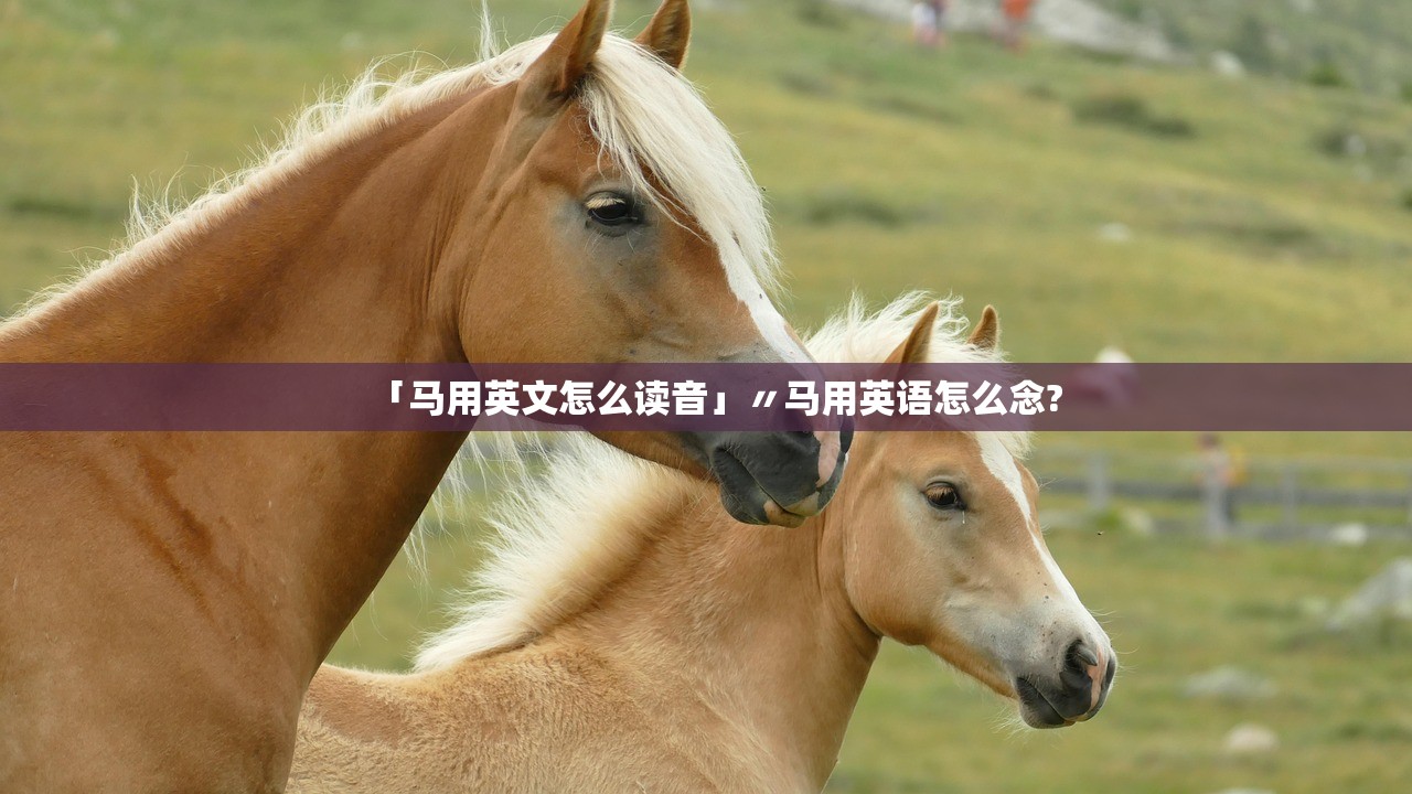「马用英文怎么读音」〃马用英语怎么念?
