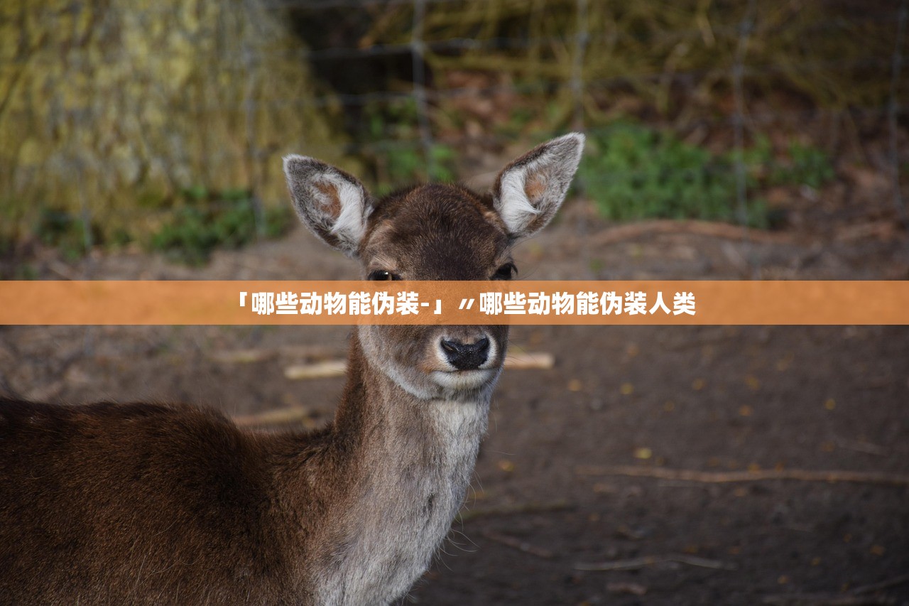 「哪些动物能伪装-」〃哪些动物能伪装人类