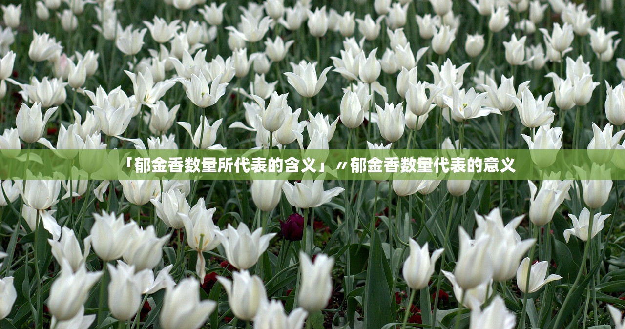 「郁金香数量所代表的含义」〃郁金香数量代表的意义