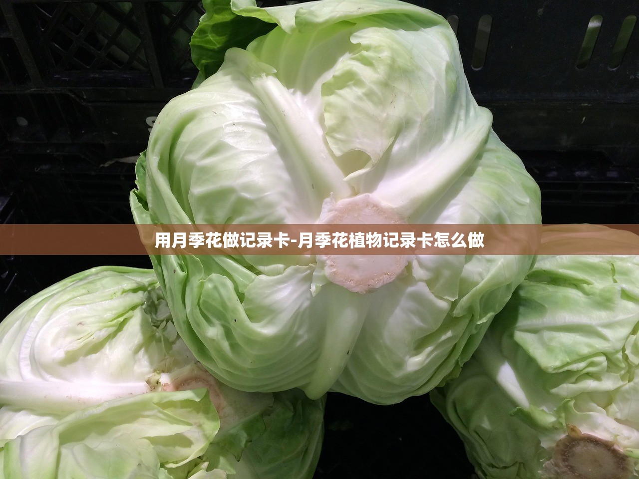 用月季花做记录卡-月季花植物记录卡怎么做 用月季花做记录卡-月季花植物记录卡怎么做
